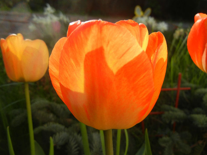 Tulipa Orange Bowl (2013, April 19) - Tulipa Orange Bowl