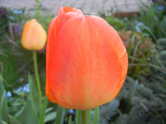 Tulipa Orange Bowl (2013, April 19)