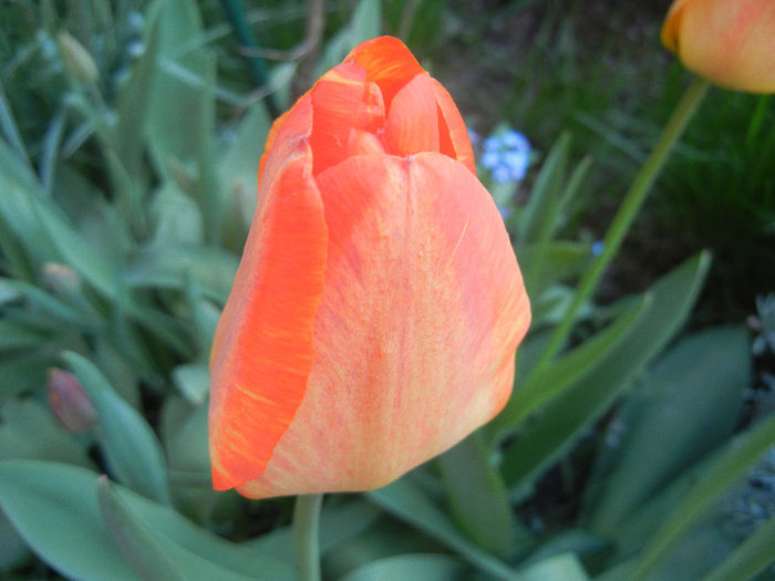 Tulipa Orange Bowl (2013, April 19)