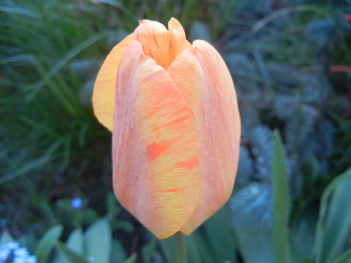 Tulipa Orange Bowl (2013, April 19)