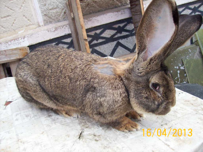 POZE IEPURI APRILIE 2013 059