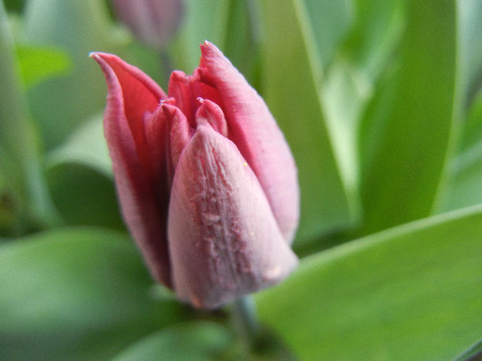 Tulipa Negrita (2013, April 19)