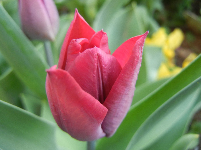 Tulipa Negrita (2013, April 19)