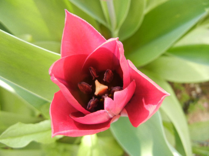 Tulipa Negrita (2013, April 19) - Tulipa Negrita