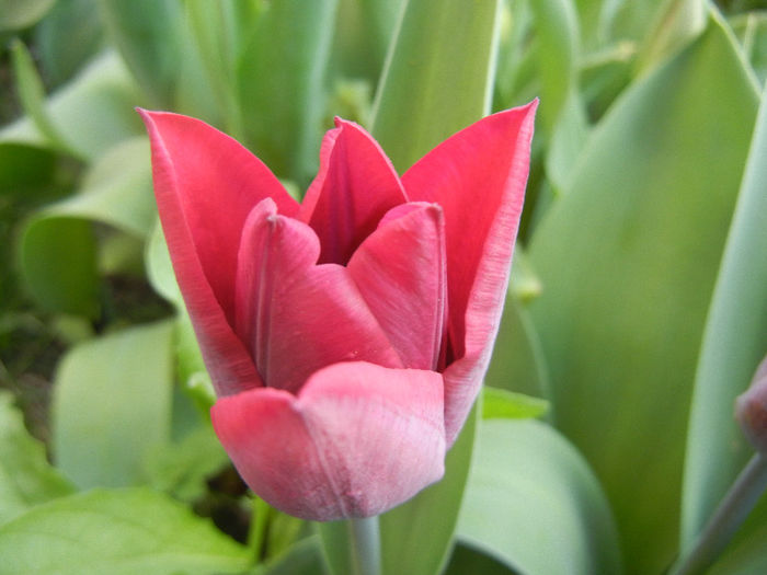 Tulipa Negrita (2013, April 19) - Tulipa Negrita