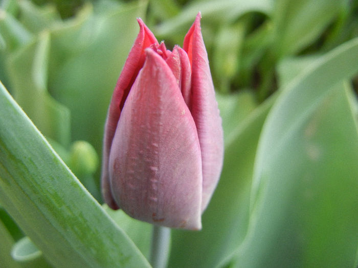 Tulipa Negrita (2013, April 19)