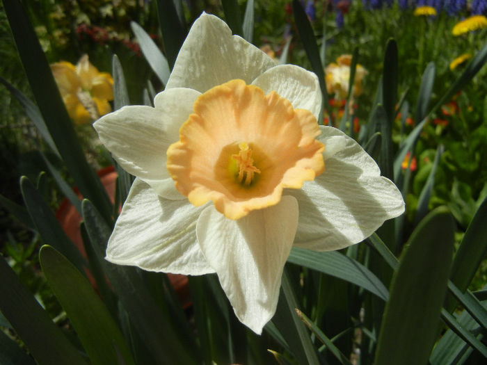 Narcissus Salome (2013, April 19) - Narcissus Salome