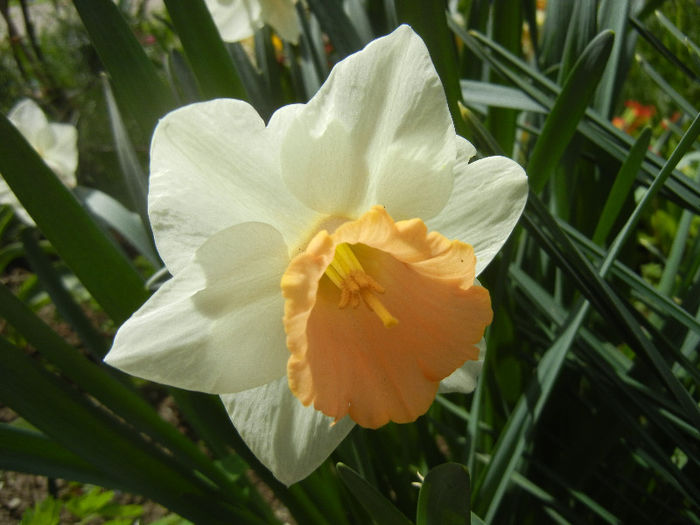 Narcissus Salome (2013, April 19) - Narcissus Salome
