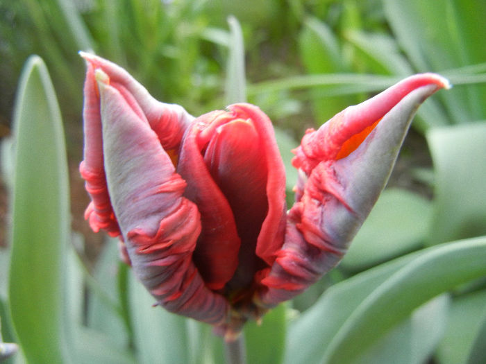 Tulipa Bastogne Parrot (2013, April 19)