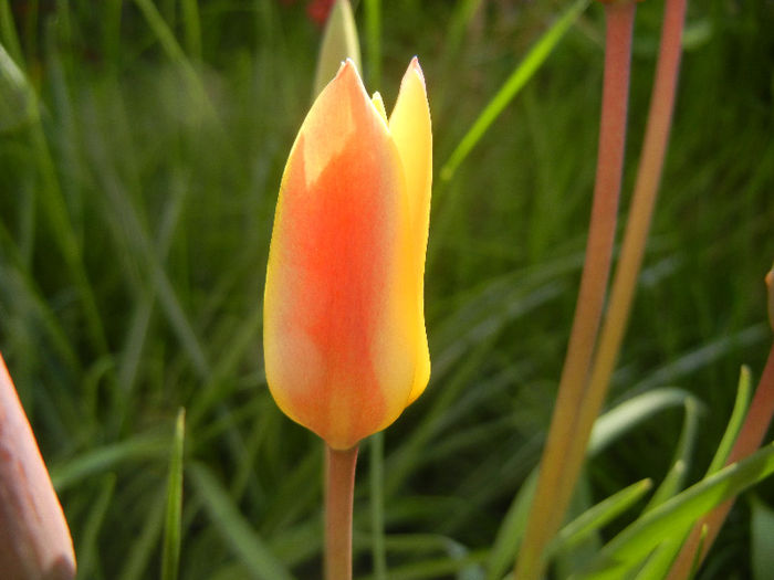 Tulipa clusiana Chrysantha (2013, Apr.19) - Tulipa Chrysantha