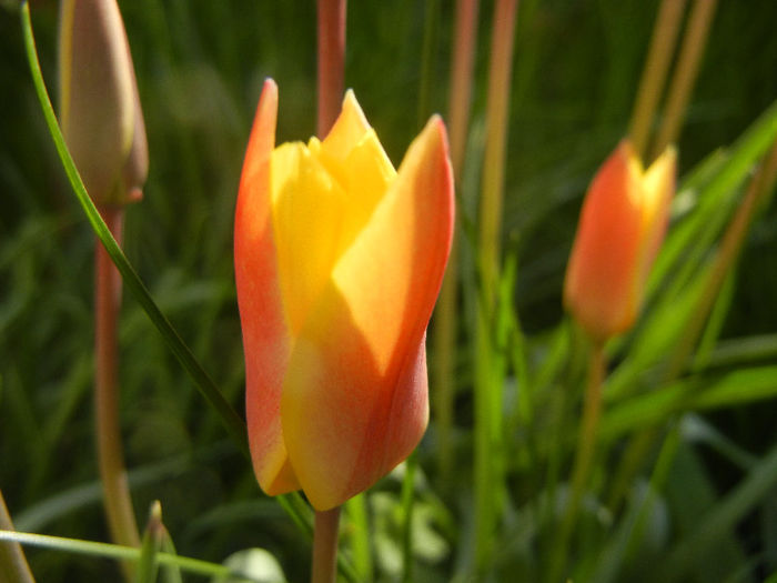 Tulipa clusiana Chrysantha (2013, Apr.19)