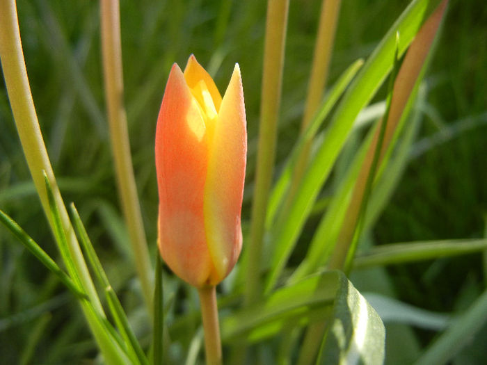 Tulipa clusiana Chrysantha (2013, Apr.19) - Tulipa Chrysantha