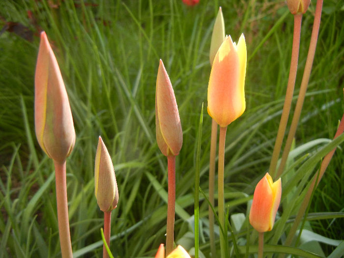 Tulipa clusiana Chrysantha (2013, Apr.19) - Tulipa Chrysantha