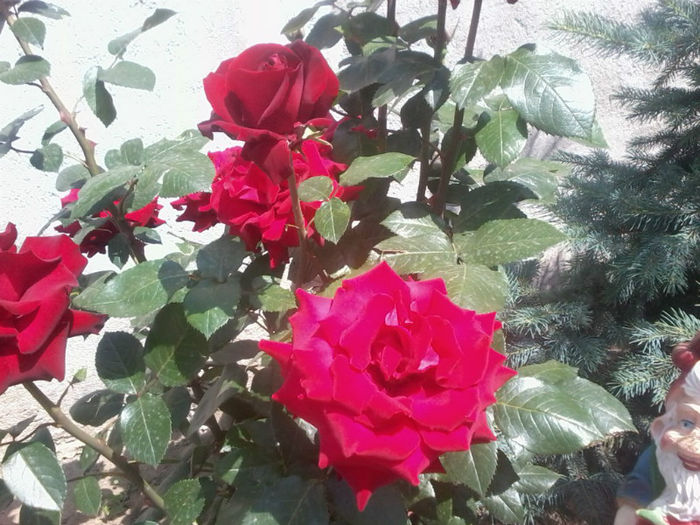 Fotografie1101A - Trandafirii mei