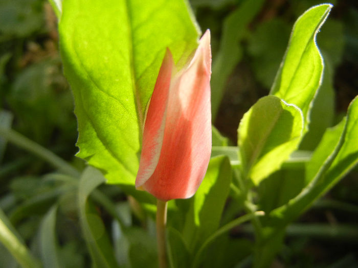 Tulipa Peppermint Stick (2013, April 19)