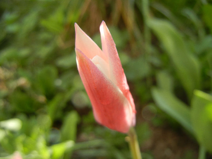 Tulipa Peppermint Stick (2013, April 19)