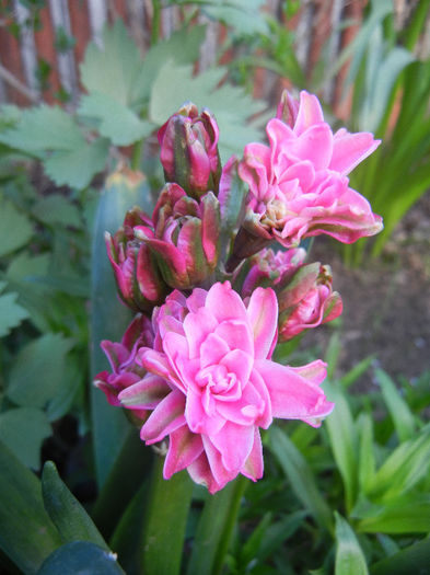 Hyacinth Eros (2013, April 19) Hyacinth Eros (2013, April 19)