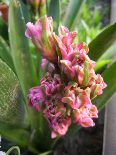 Hyacinth Eros (2013, April 19) Hyacinth Eros (2013, April 19)