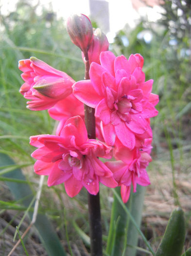 Hyacinthus Hollyhock (2013, April 19) - Hyacinth Hollyhock