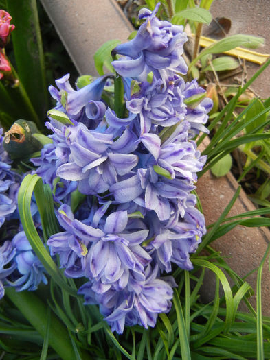 Hyacinth Isabelle (2013, April 19)