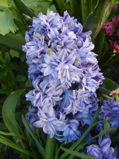 Hyacinth Isabelle (2013, April 19)