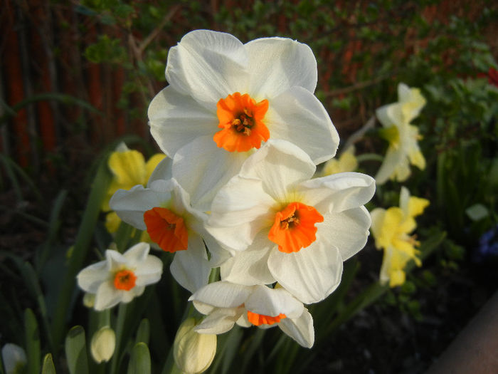 Narcissus Geranium (2013, April 19) - Narcissus Geranium