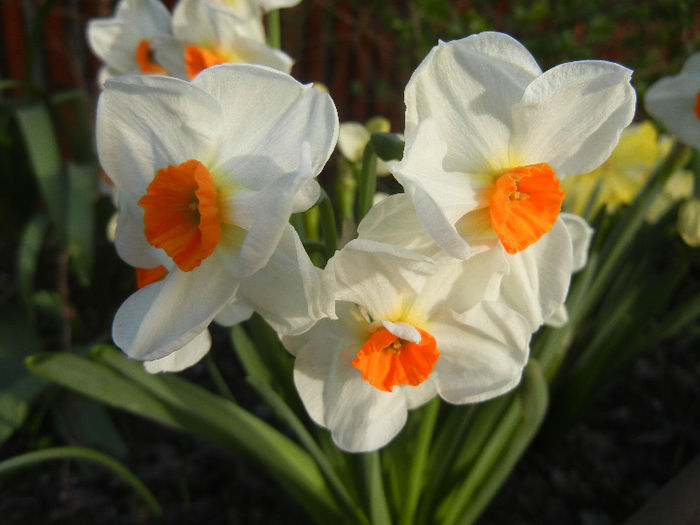 Narcissus Geranium (2013, April 19) - Narcissus Geranium