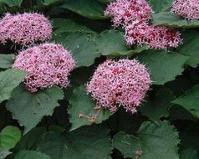 clerodendrum bungei 10 lei - mari reduceri