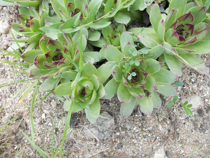 sempervivum-1 leu- puiu