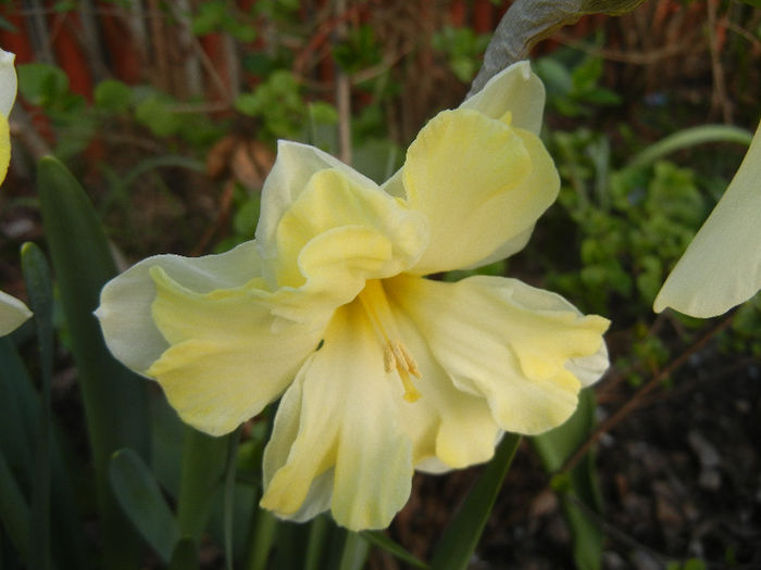 Narcissus Cassata (2013, April 19) - Narcissus Cassata