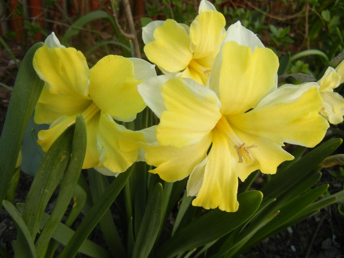 Narcissus Cassata (2013, April 19)