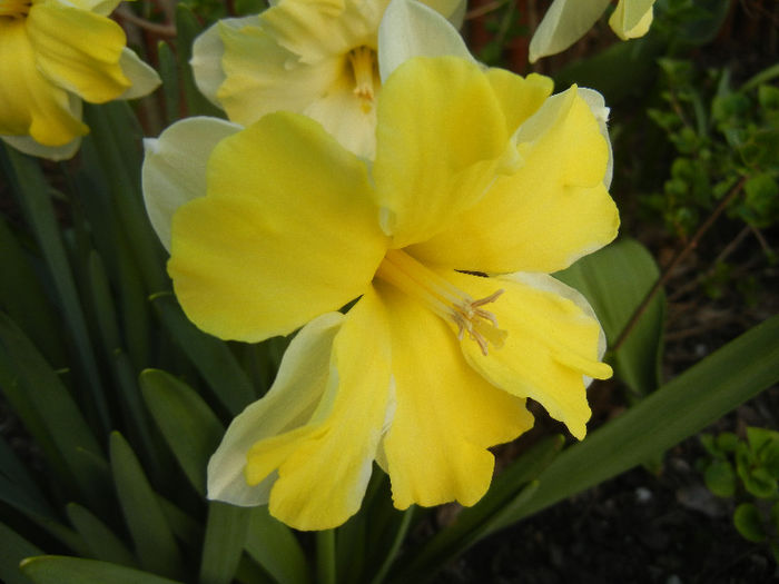 Narcissus Cassata (2013, April 19) - Narcissus Cassata