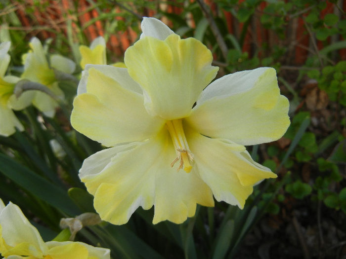 Narcissus Cassata (2013, April 19)