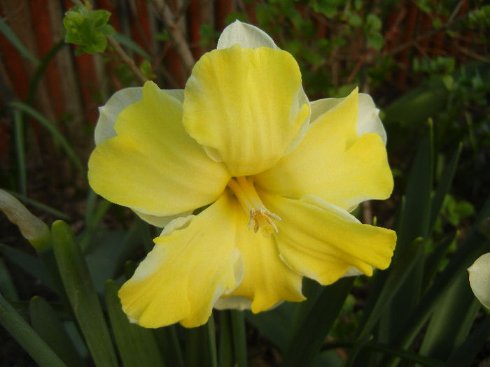 Narcissus Cassata (2013, April 19) - Narcissus Cassata