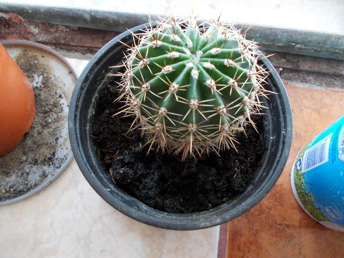 cactus - vanzare