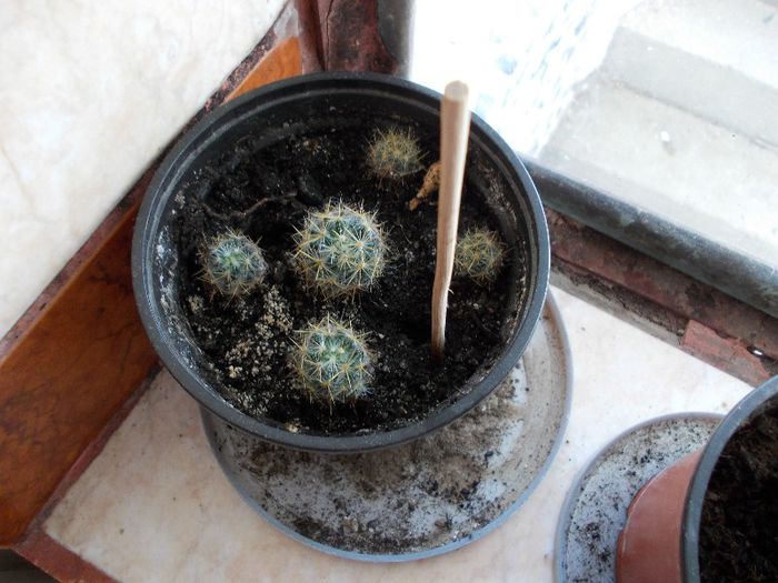 pui de cactusi