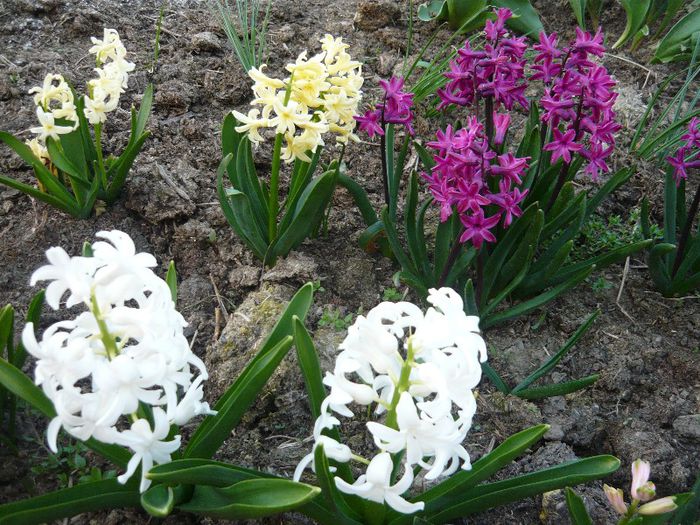 Picture 1536 - curtea primavara