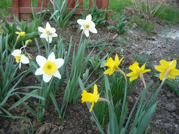 Picture 1537 - curtea primavara