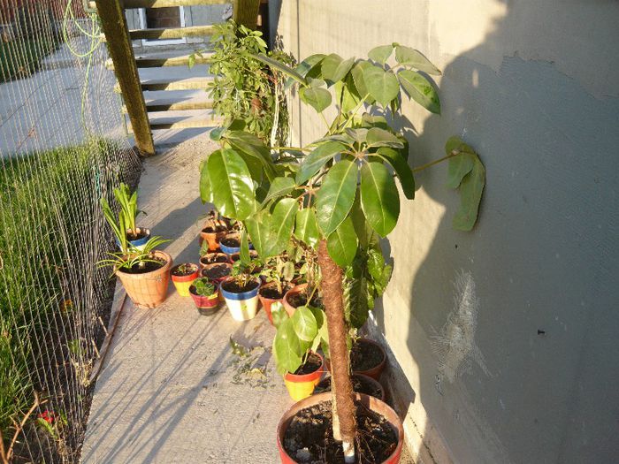 Picture 1567 - curtea primavara