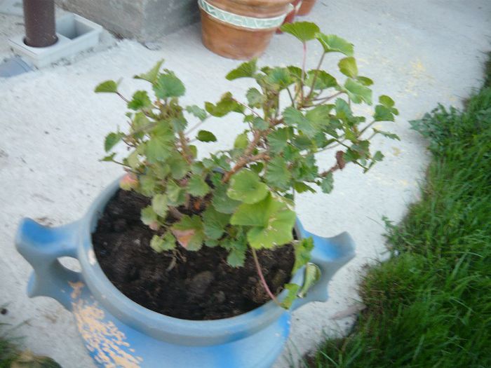 Picture 1575 - curtea primavara