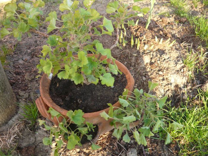 Picture 1576 - curtea primavara