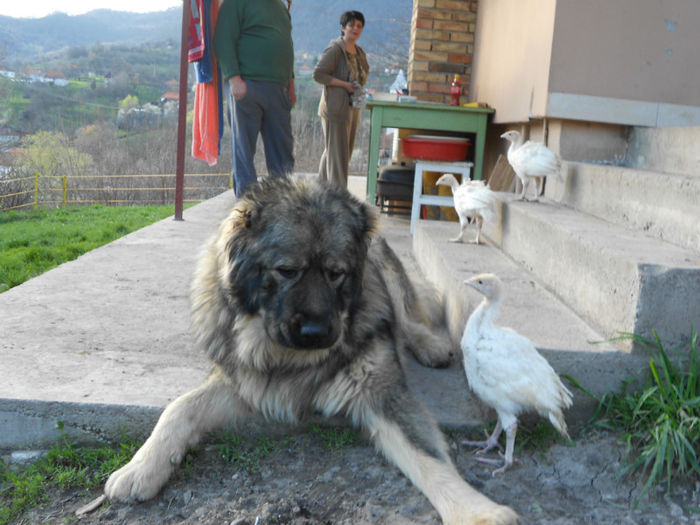 DSCN0068 - ciobanesti caucazieni