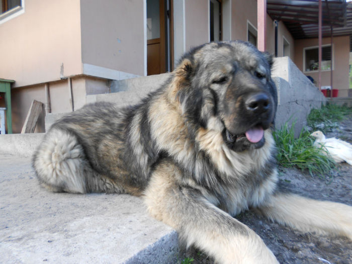 DSCN0075 - ciobanesti caucazieni