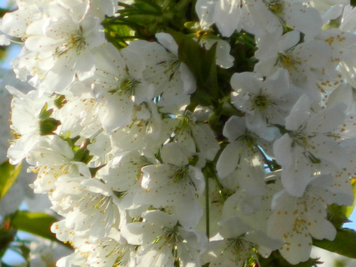 DSCN7096 - APRILIE 2013