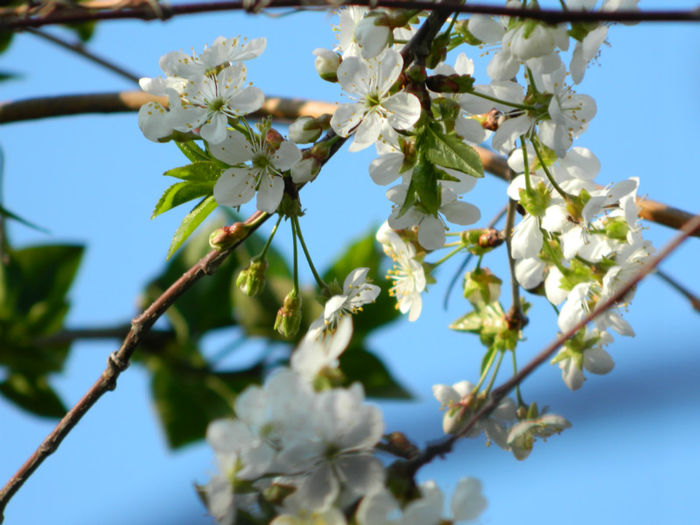DSCN7107 - APRILIE 2013