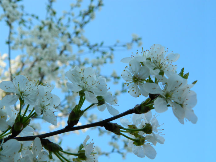 DSCN7111 - APRILIE 2013