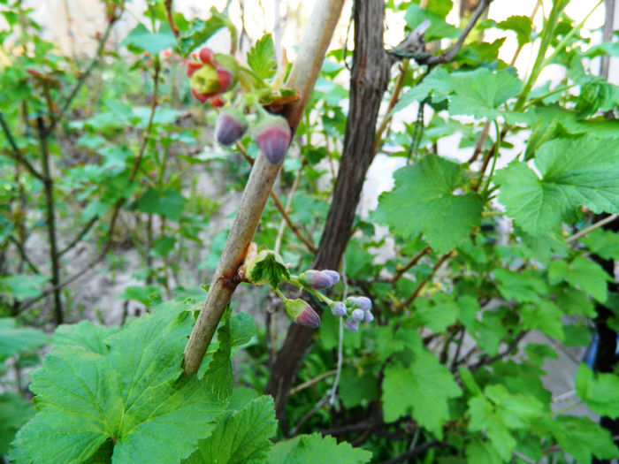 DSCN7126 - APRILIE 2013