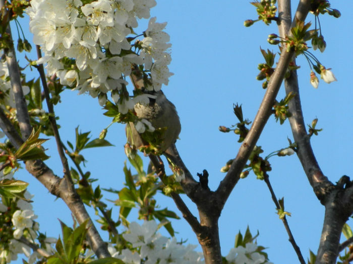 DSCN7128 - APRILIE 2013