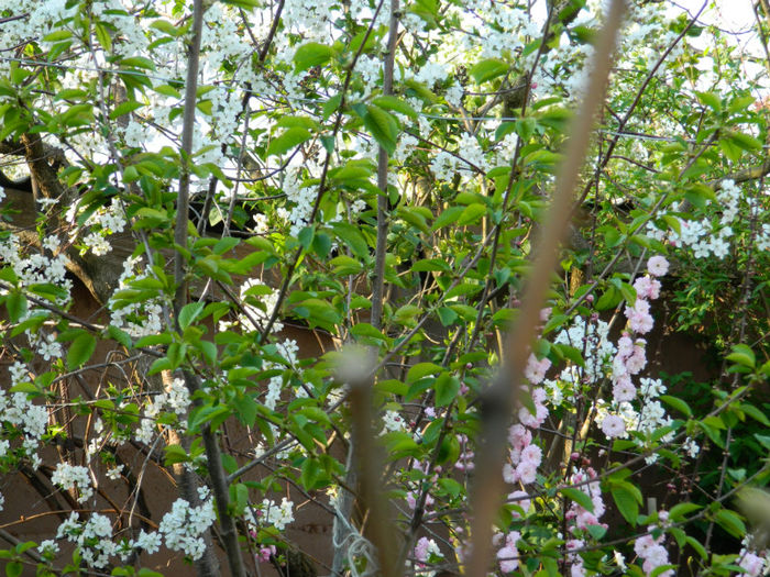 DSCN7130 - APRILIE 2013