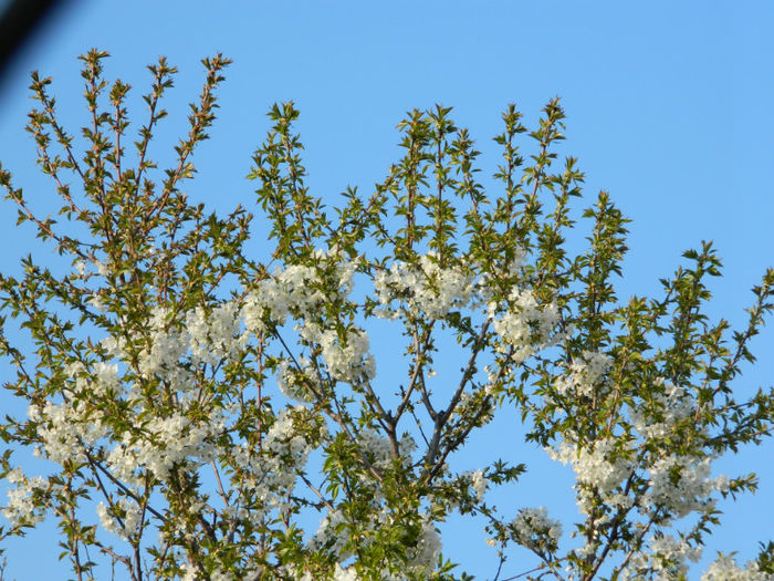 DSCN7131 - APRILIE 2013